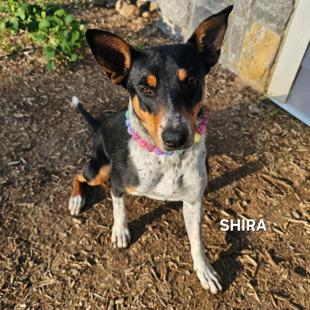 Enlarge Shira, a Adoptable mixed breed in Madisonville, TN image 3/4
