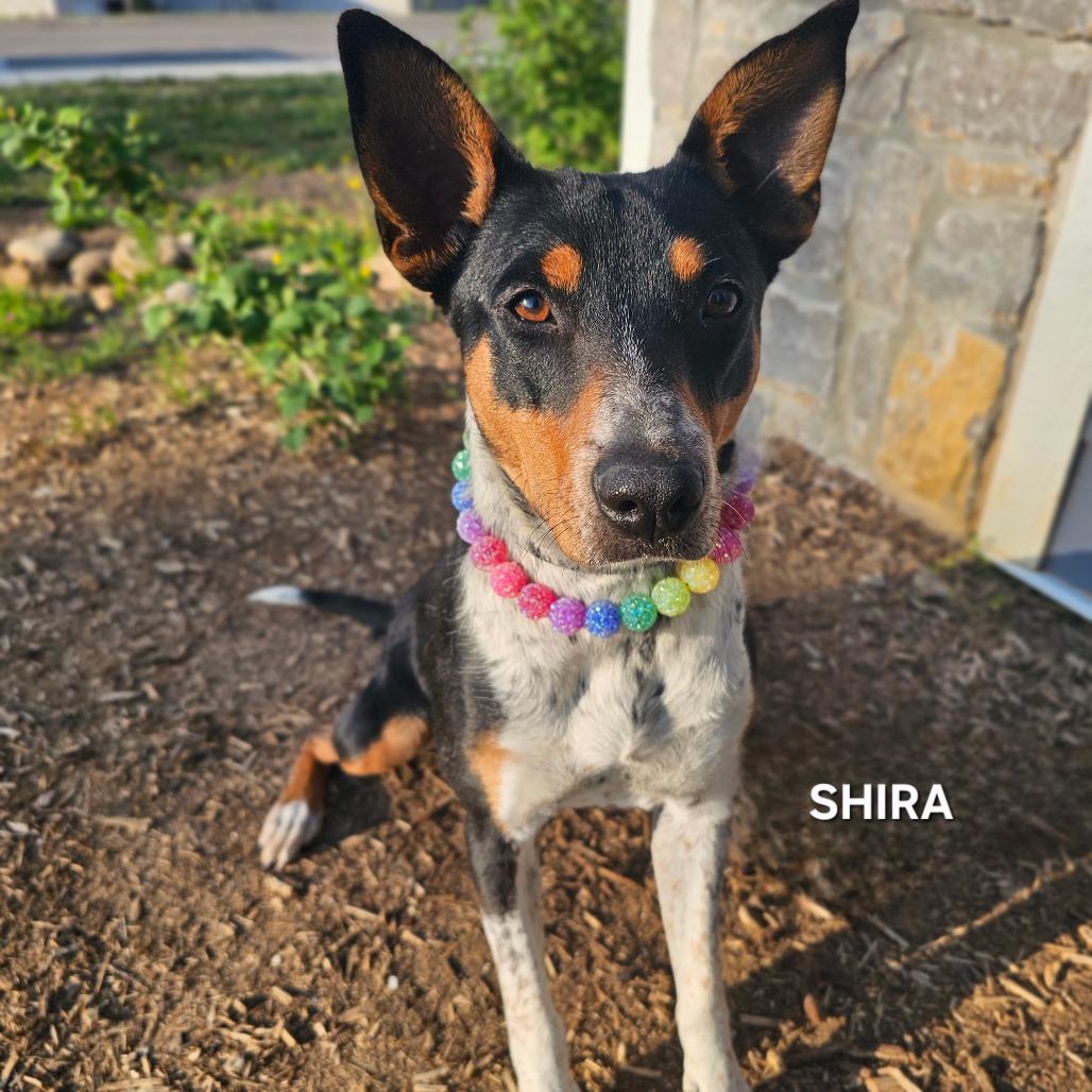 Enlarge Shira, a Adoptable mixed breed in Madisonville, TN image 4/4
