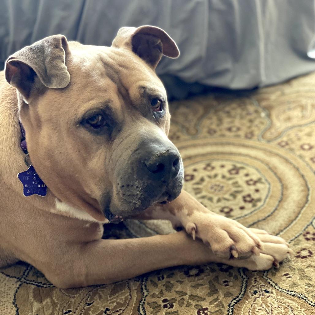 Enlarge Blue, a Adoptable Mixed Breed in San Francisco, CA image 1/6