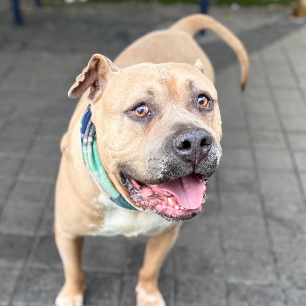 Enlarge Blue, a Adoptable Mixed Breed in San Francisco, CA image 2/6