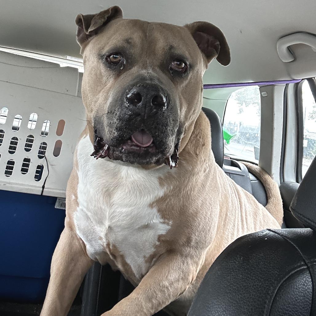 Enlarge Blue, a Adoptable Mixed Breed in San Francisco, CA image 3/6