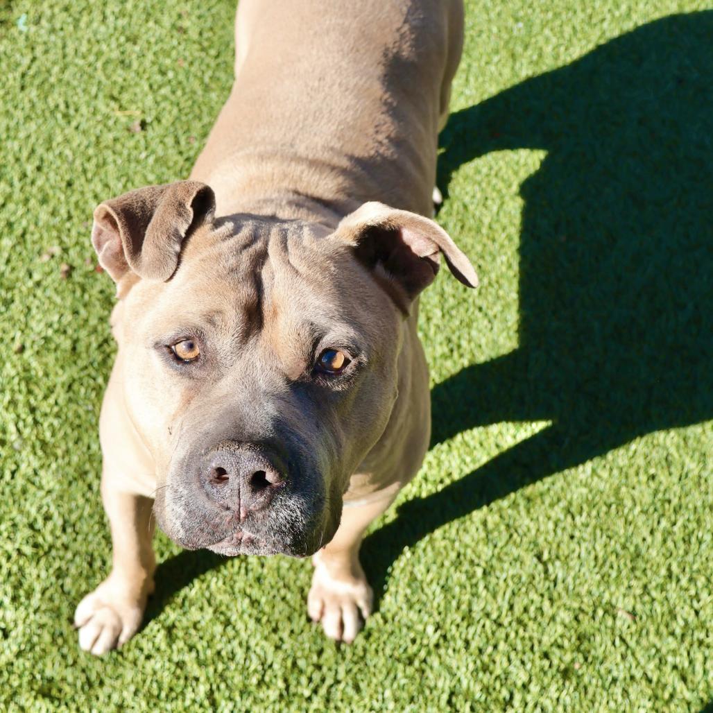 Enlarge Blue, a Adoptable Mixed Breed in San Francisco, CA image 4/6