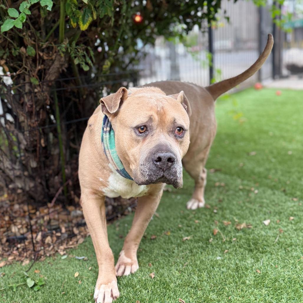 Enlarge Blue, a Adoptable Mixed Breed in San Francisco, CA image 6/6