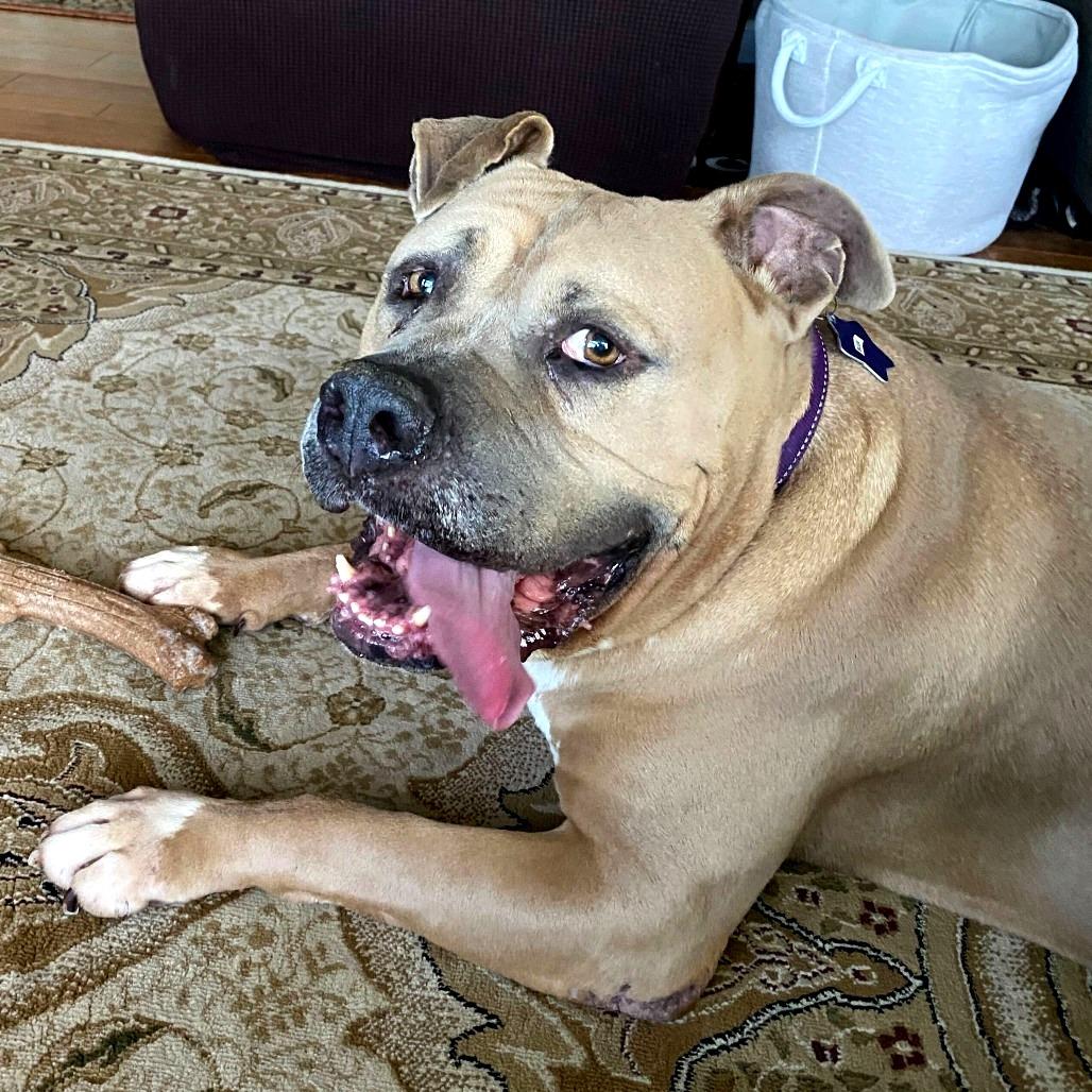 Enlarge Blue, a Adoptable Mixed Breed in San Francisco, CA image 6/6