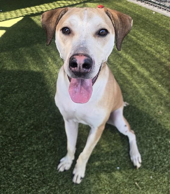 Enlarge WINSTON, a Adoptable English Coonhound in Olivette, MO image 1/1