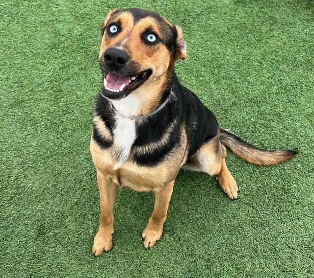 BLUE, Adoptable, Young Female German Shepherd Dog & Siberian Husky.