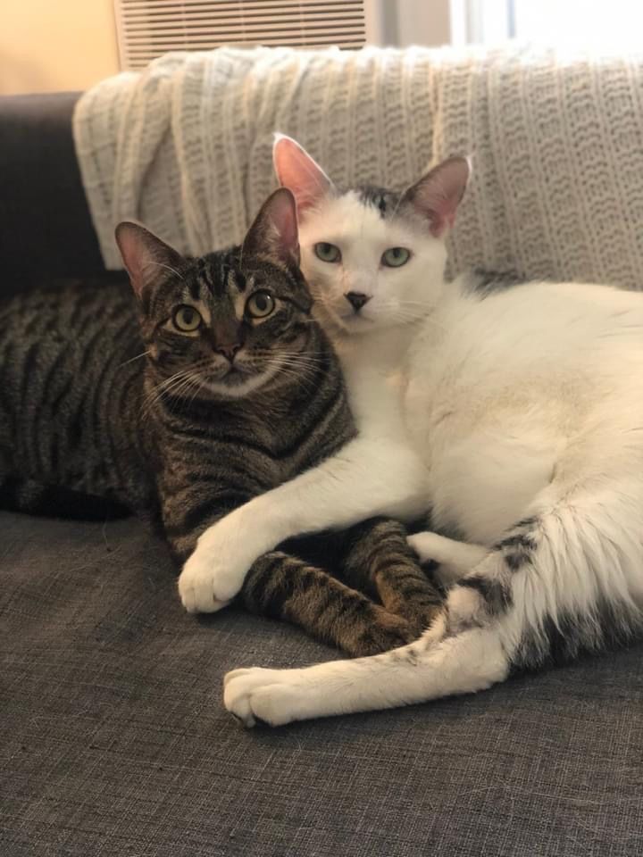 Enlarge Basil (bonded to Atlas), a Adoptable Domestic Short Hair in Los Angeles, CA image 1/12