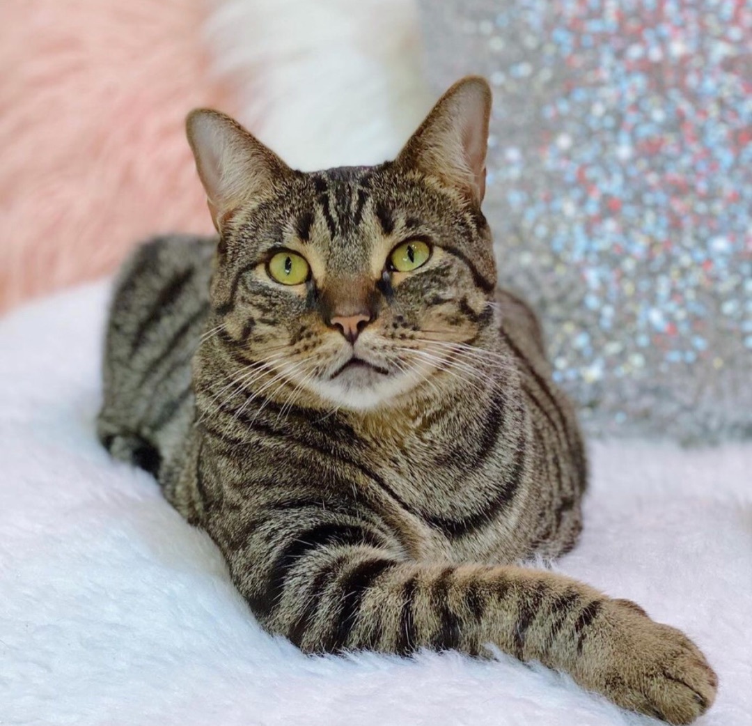 Enlarge Basil (bonded to Atlas), a Adoptable Domestic Short Hair in Los Angeles, CA image 2/12