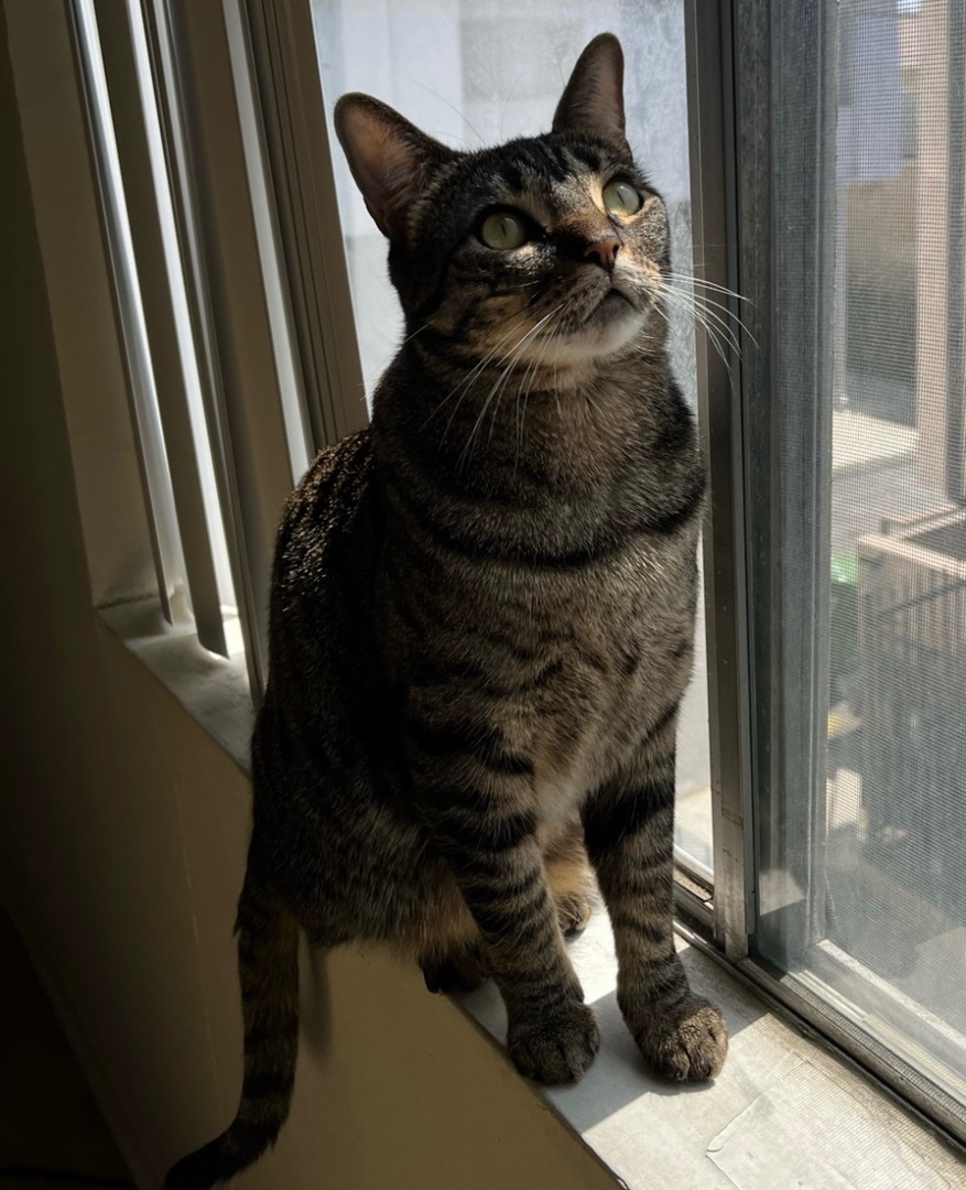 Enlarge Basil (bonded to Atlas), a Adoptable Domestic Short Hair in Los Angeles, CA image 3/12