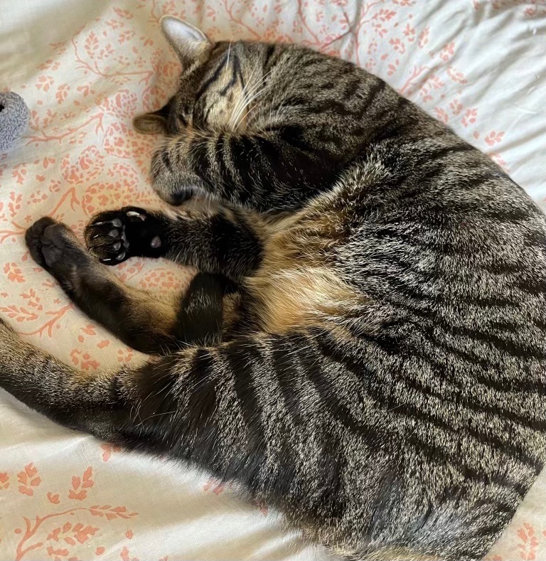 Enlarge Basil (bonded to Atlas), a Adoptable Domestic Short Hair in Los Angeles, CA image 4/12