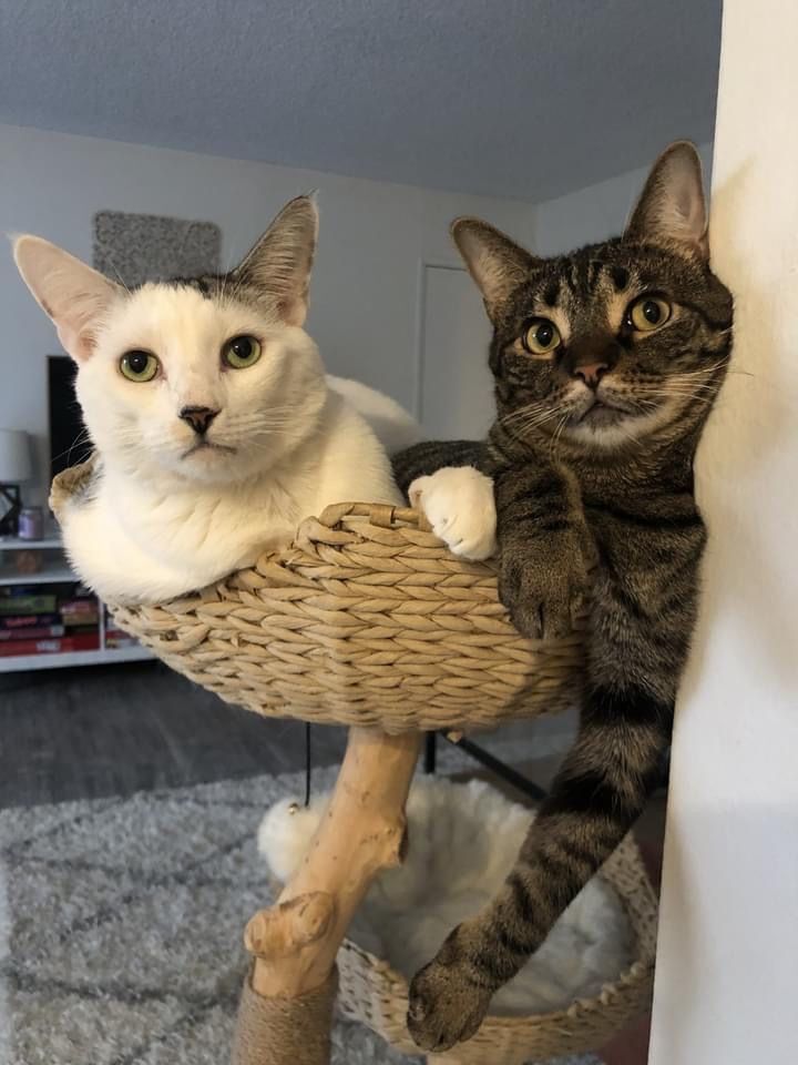 Enlarge Basil (bonded to Atlas), a Adoptable Domestic Short Hair in Los Angeles, CA image 5/12