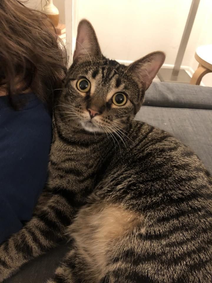 Basil (bonded to Atlas), Adoptable, Adult Male Domestic Short Hair.