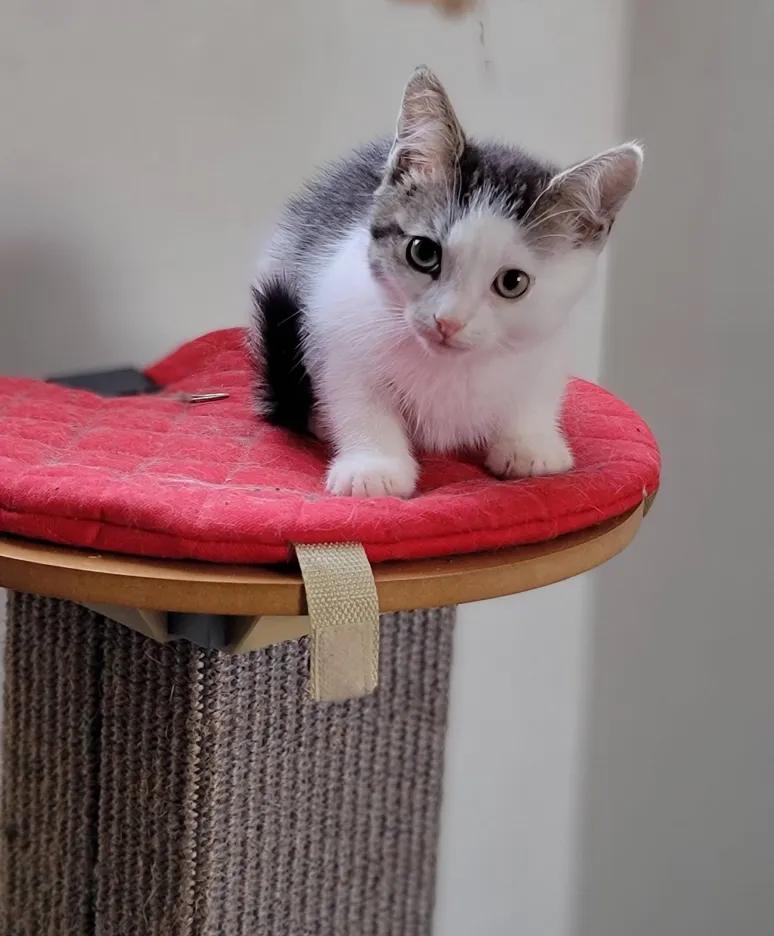 Raiden, a Adoptable Domestic Short Hair in Florham Park, NJ image 6/6