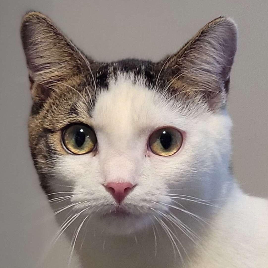 Raiden, a Adoptable Domestic Short Hair in North Bergen, NJ image 1/6