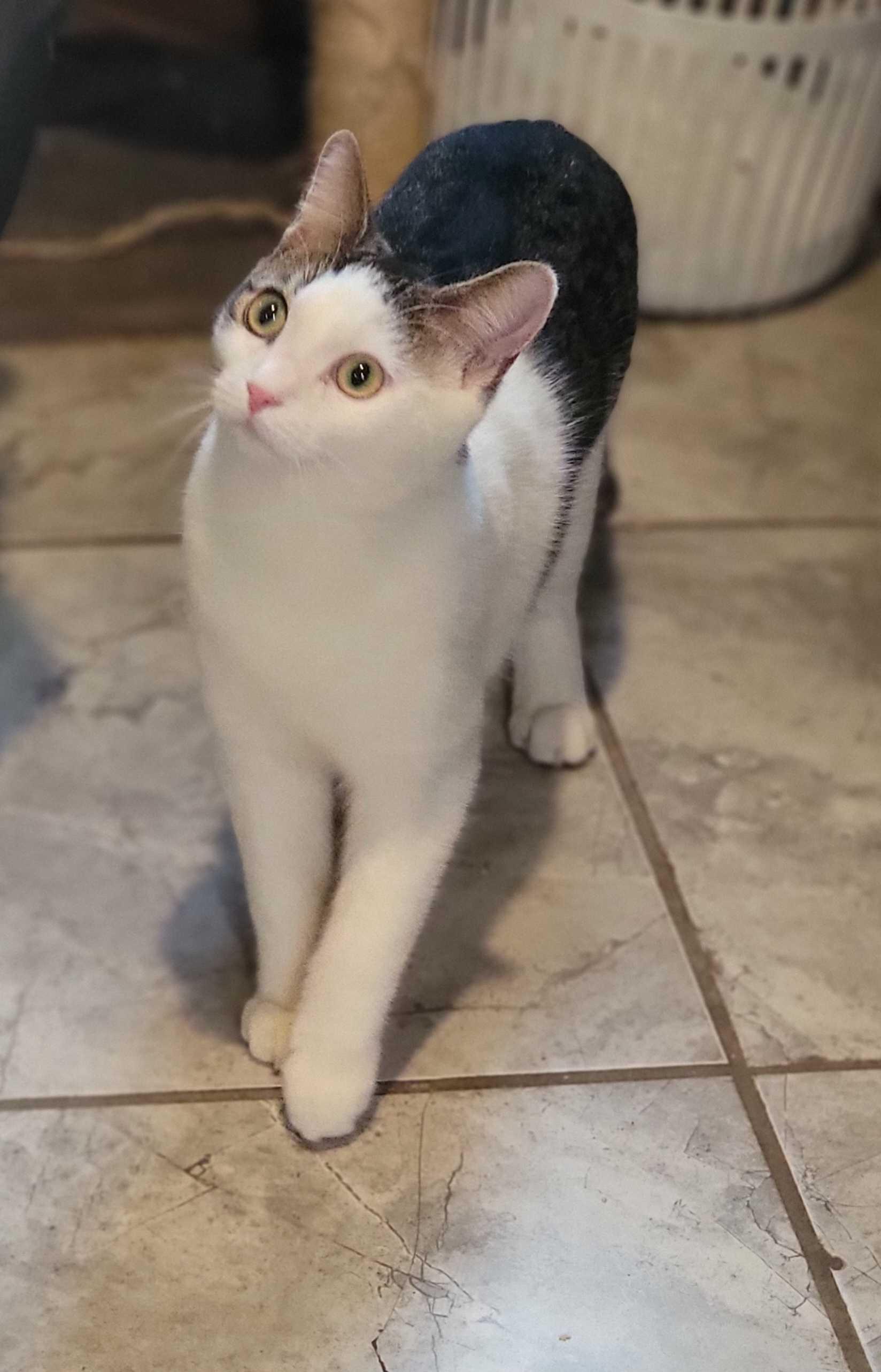 Raiden, a Adoptable Domestic Short Hair in Florham Park, NJ image 2/6