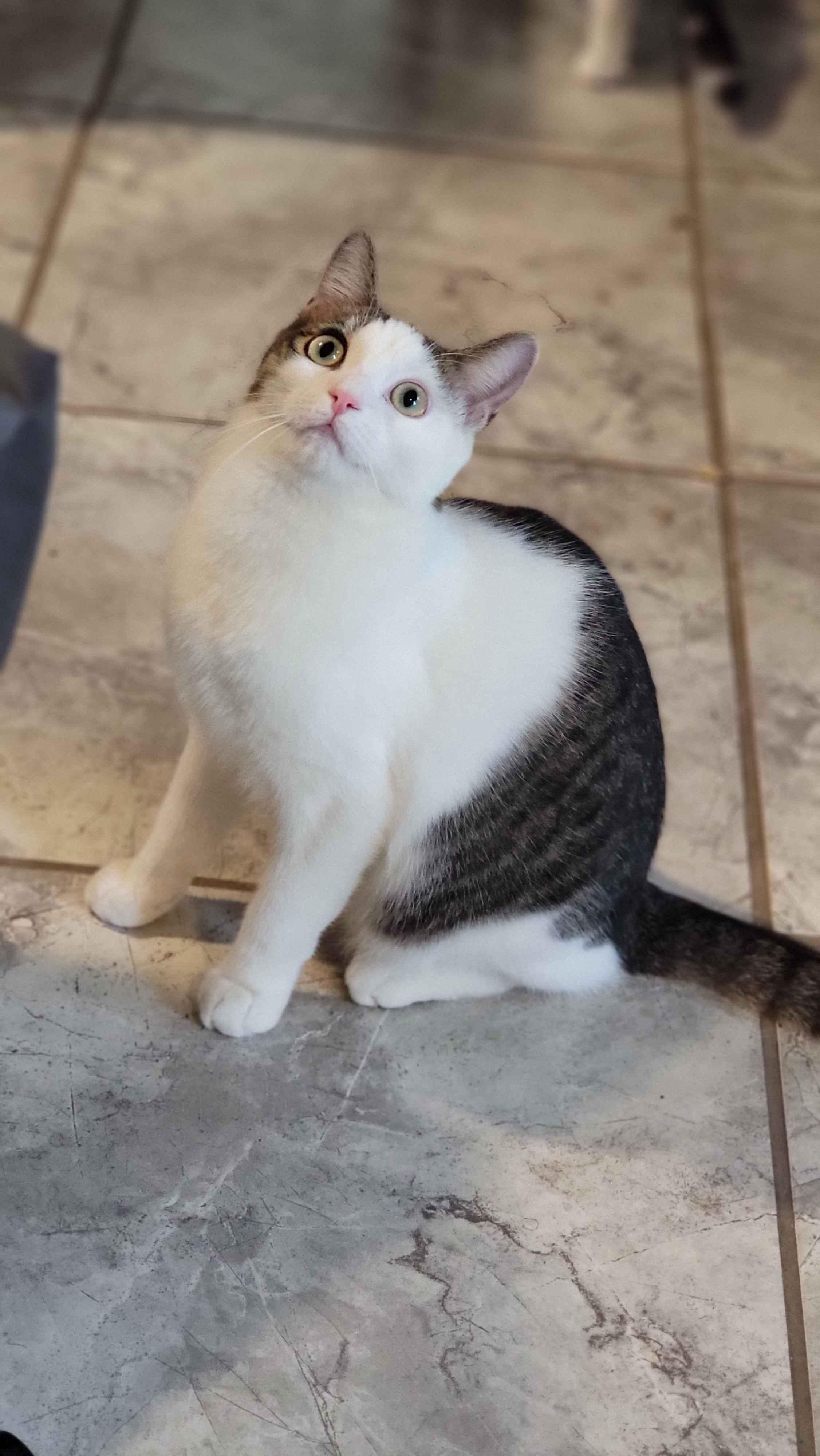 Raiden, a Adoptable Domestic Short Hair in Florham Park, NJ image 4/6