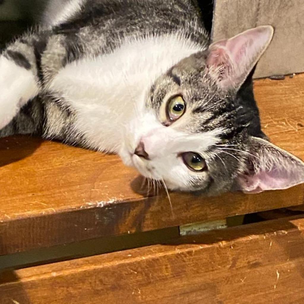 Enlarge Pennywise, a Adoptable Domestic Short Hair in Irwin, PA image 1/6