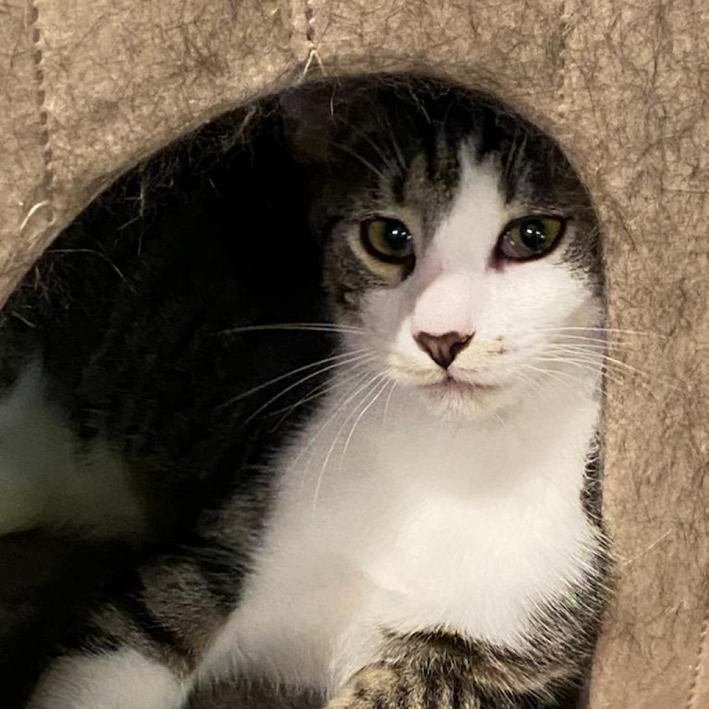 Enlarge Pennywise, a Adoptable Domestic Short Hair in Irwin, PA image 2/6