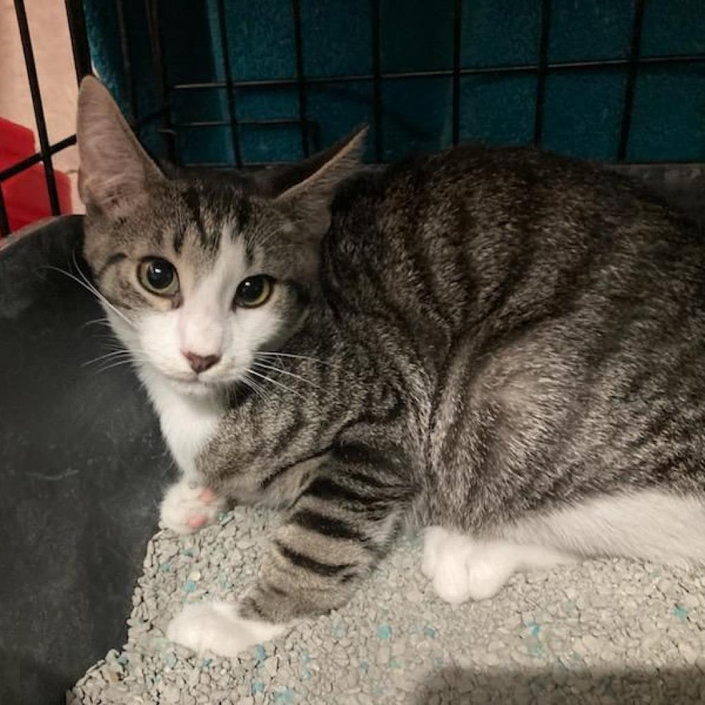 Enlarge Pennywise, a Adoptable Domestic Short Hair in Irwin, PA image 3/6