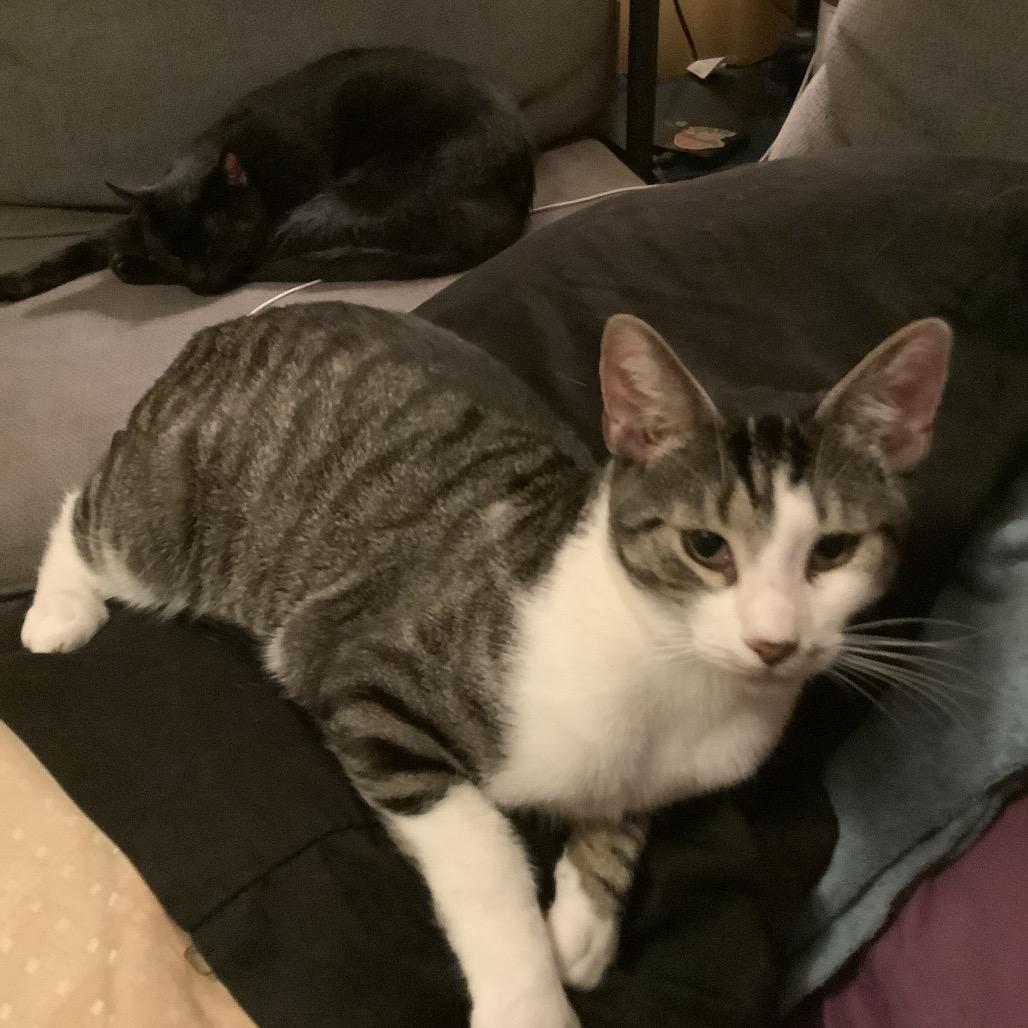 Enlarge Pennywise, a Adoptable Domestic Short Hair in Irwin, PA image 4/6