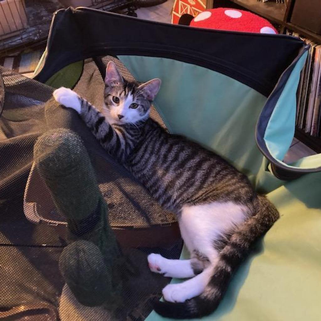 Enlarge Pennywise, a Adoptable Domestic Short Hair in Irwin, PA image 5/6