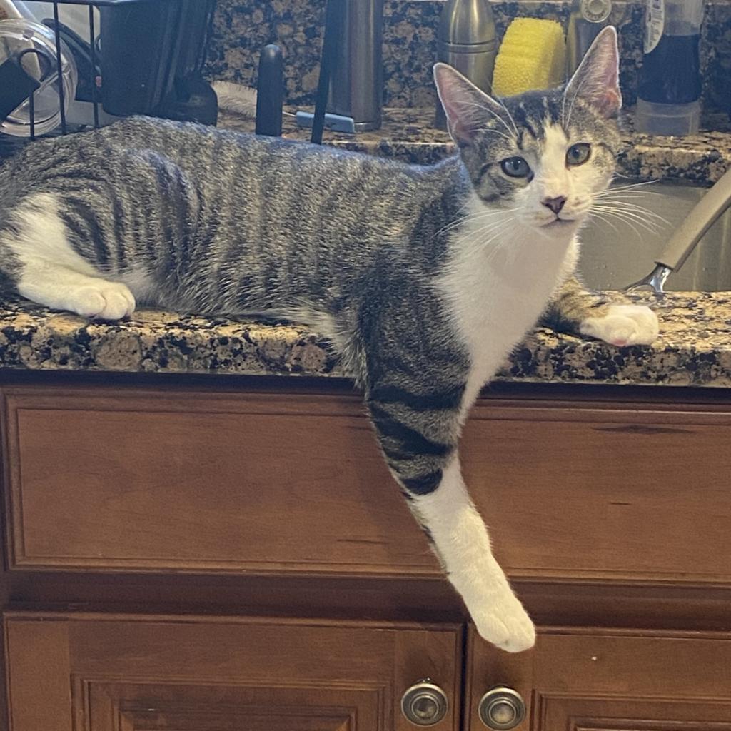 Enlarge Pennywise, a Adoptable Domestic Short Hair in Irwin, PA image 6/6