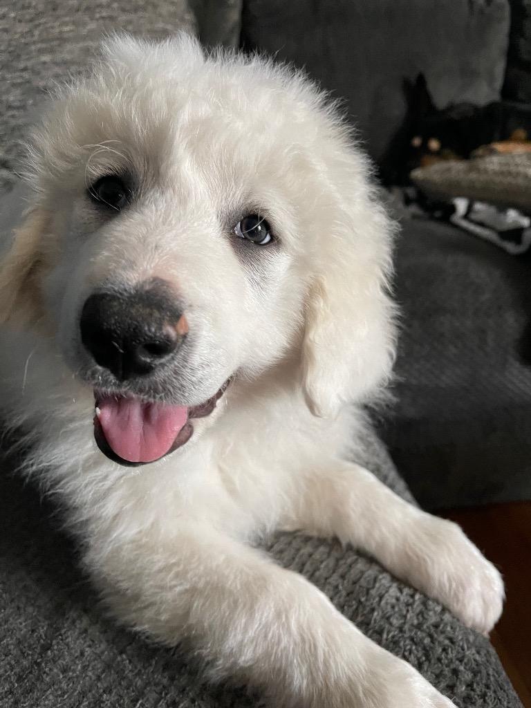 Jackson Hole (nka Yeti), Adopted, Adult Male Great Pyrenees & Irish Wolfhound.