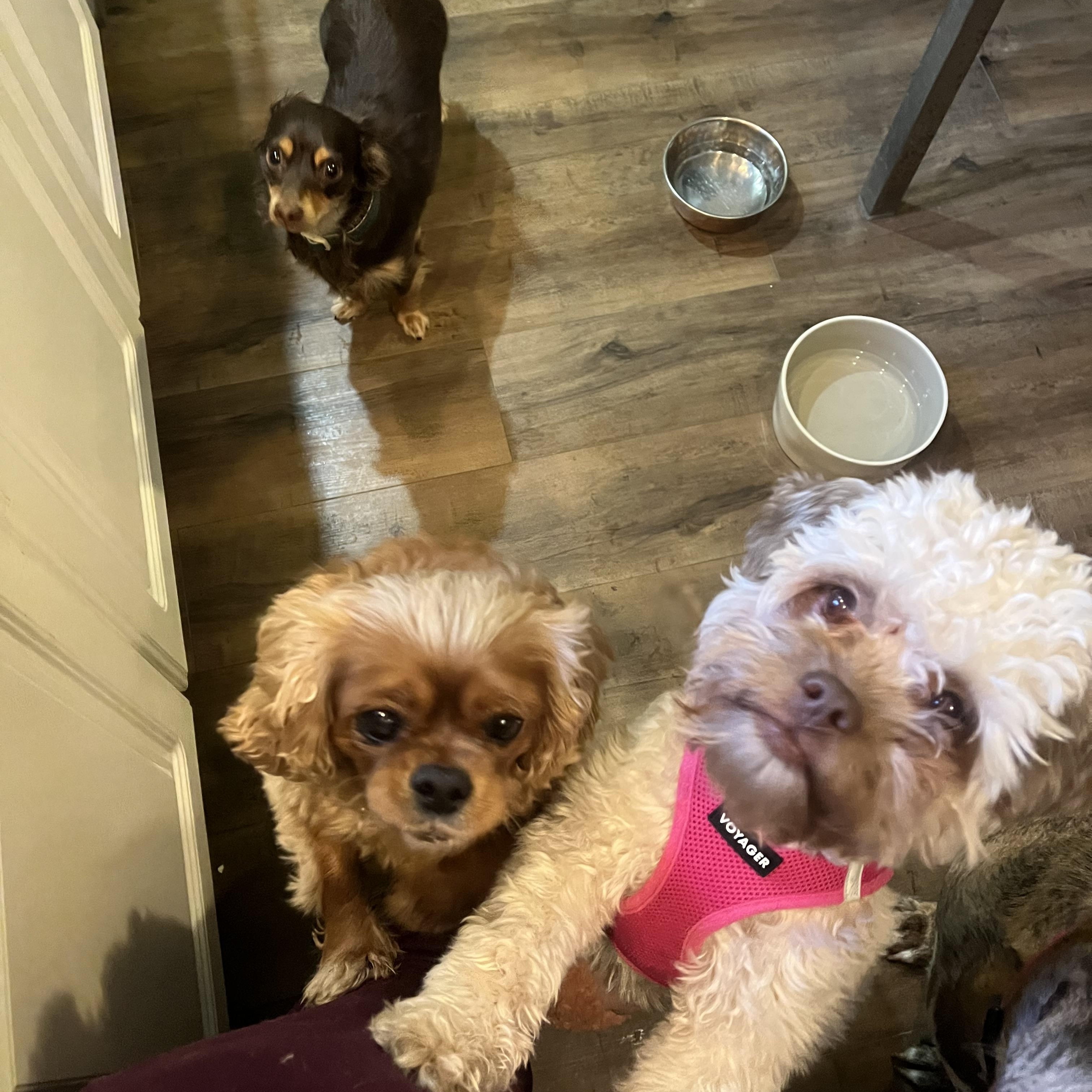 Enlarge SOPHIE, a ADOPTABLE mixed breed in Media, PA image 2/6