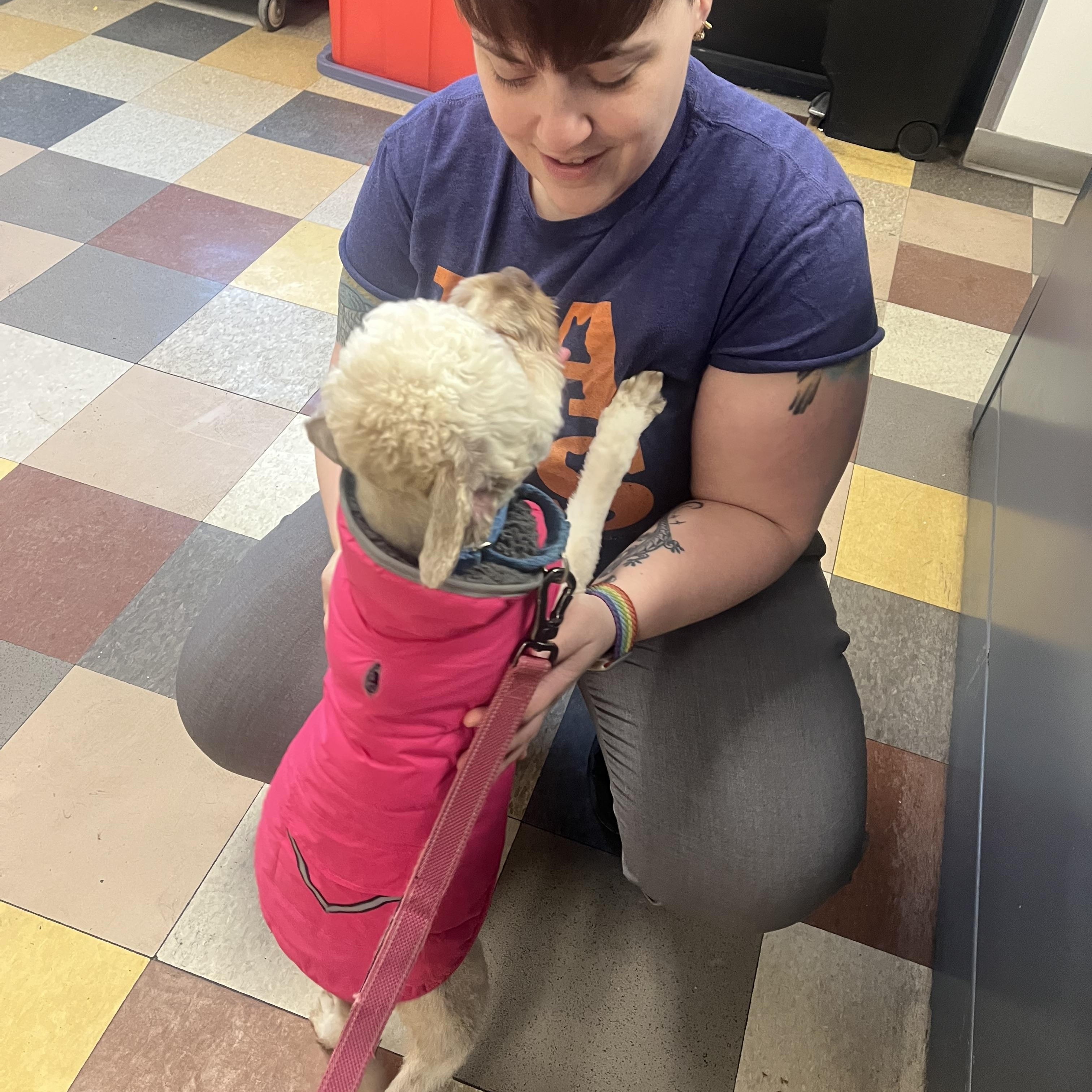 Enlarge SOPHIE, a ADOPTABLE mixed breed in Media, PA image 5/6