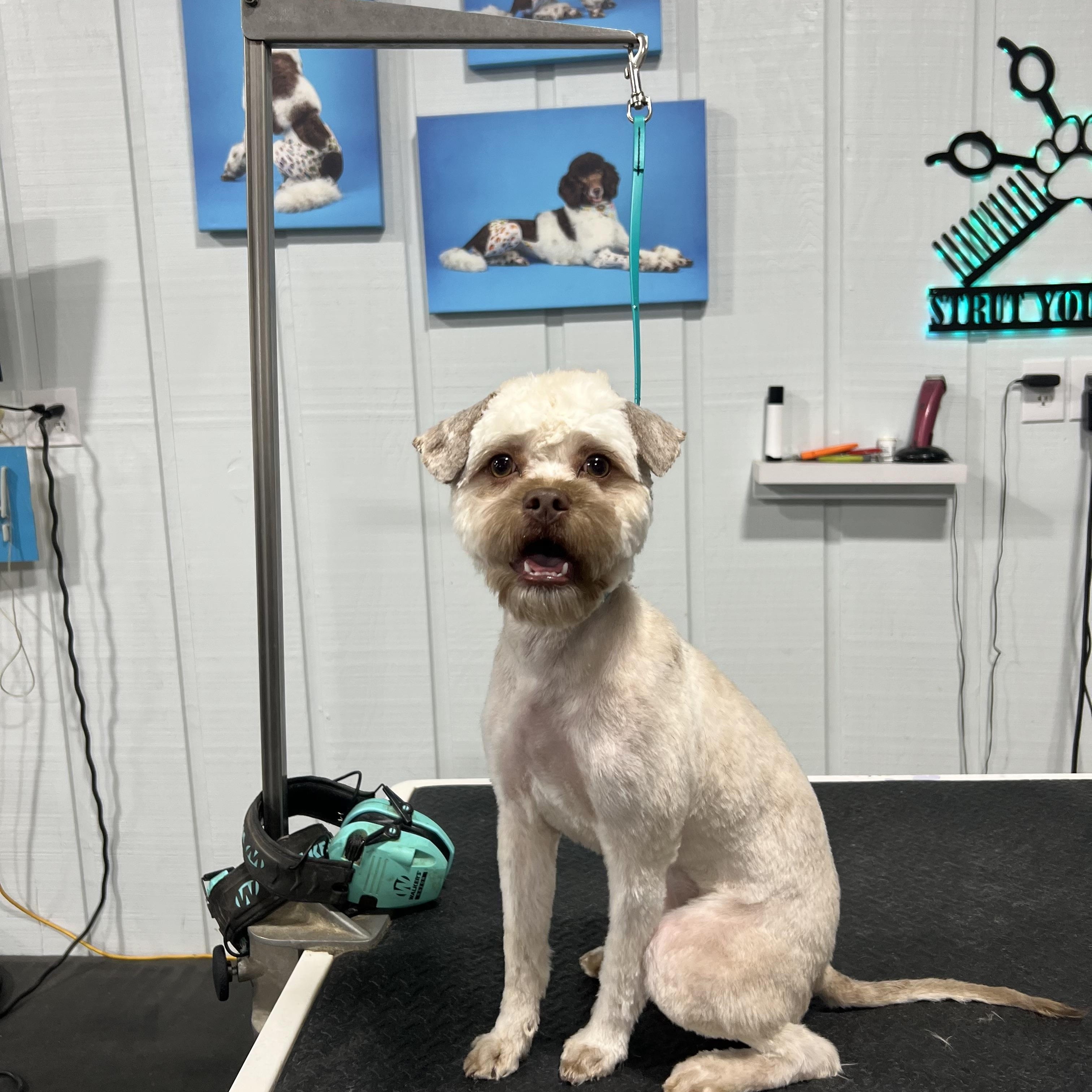 Enlarge SOPHIE, a ADOPTABLE mixed breed in Media, PA image 6/6