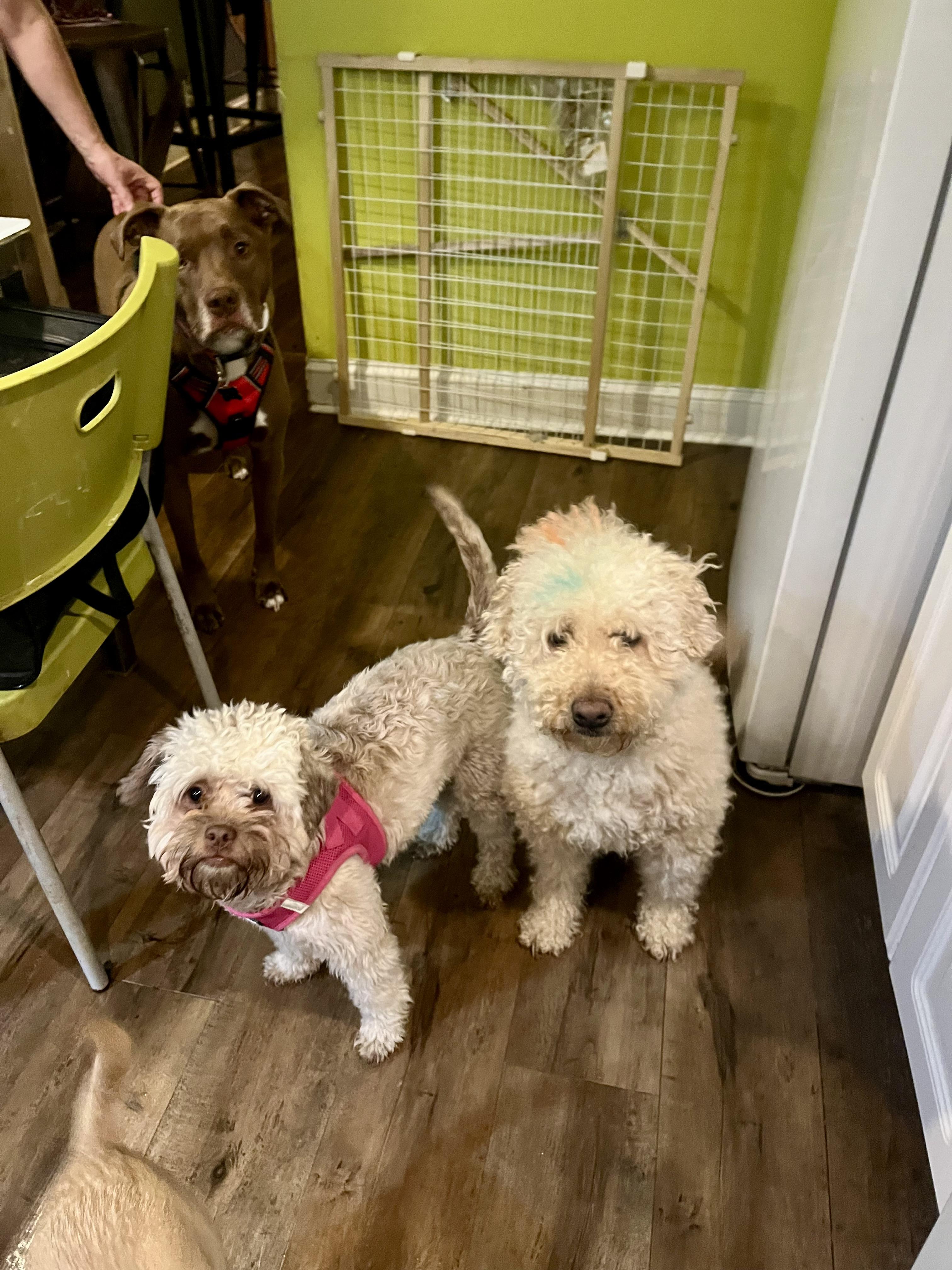 Enlarge SOPHIE, a ADOPTABLE mixed breed in Media, PA image 3/6