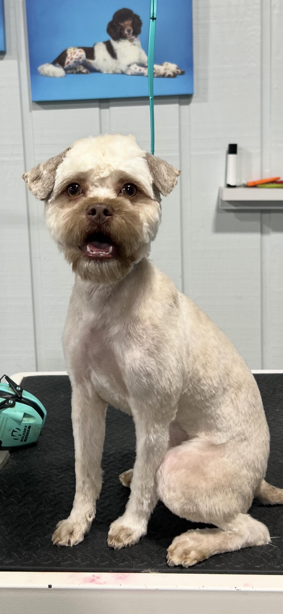 Enlarge SOPHIE, a ADOPTABLE mixed breed in Media, PA image 4/6