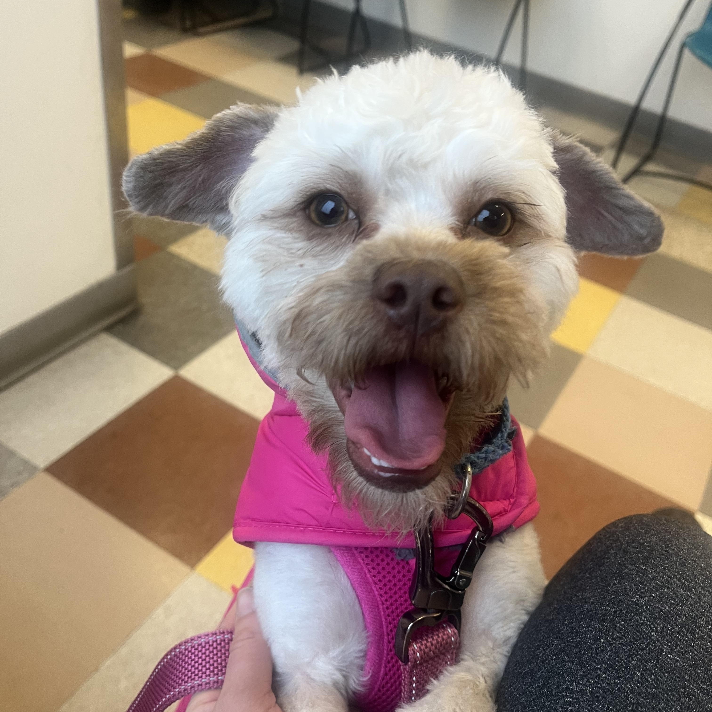SOPHIE, ADOPTABLE, Adult Female Brussels Griffon & Poodle.