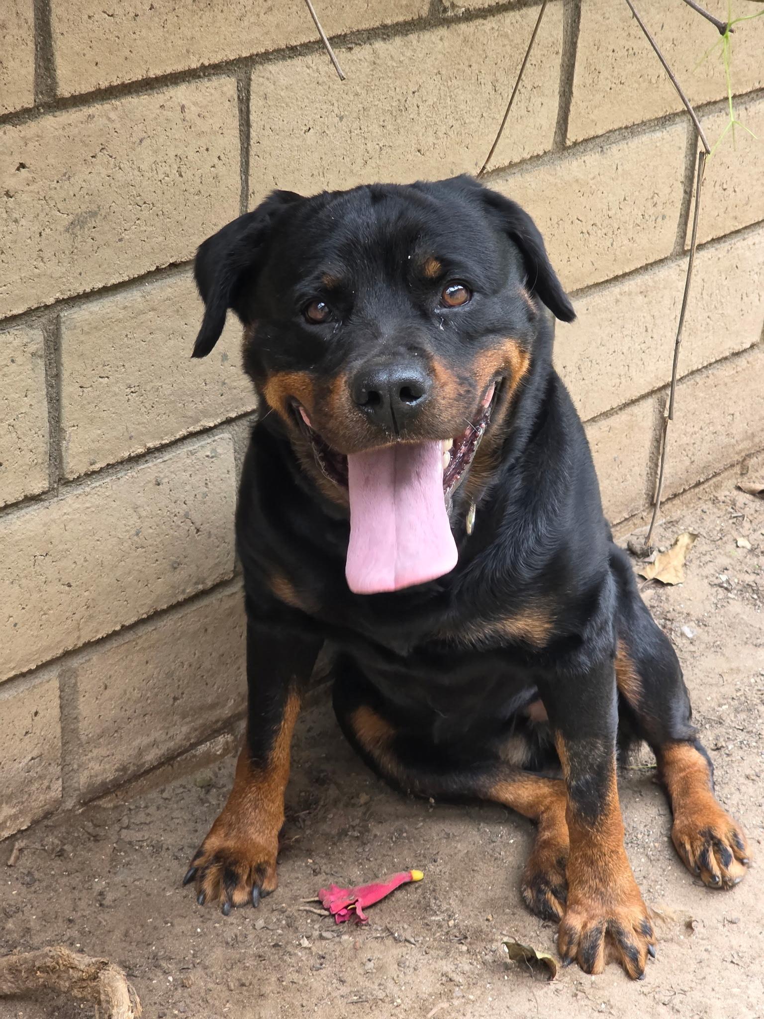 Enlarge Shiba, a Adopted Rottweiler in Coronado, CA image 2/6