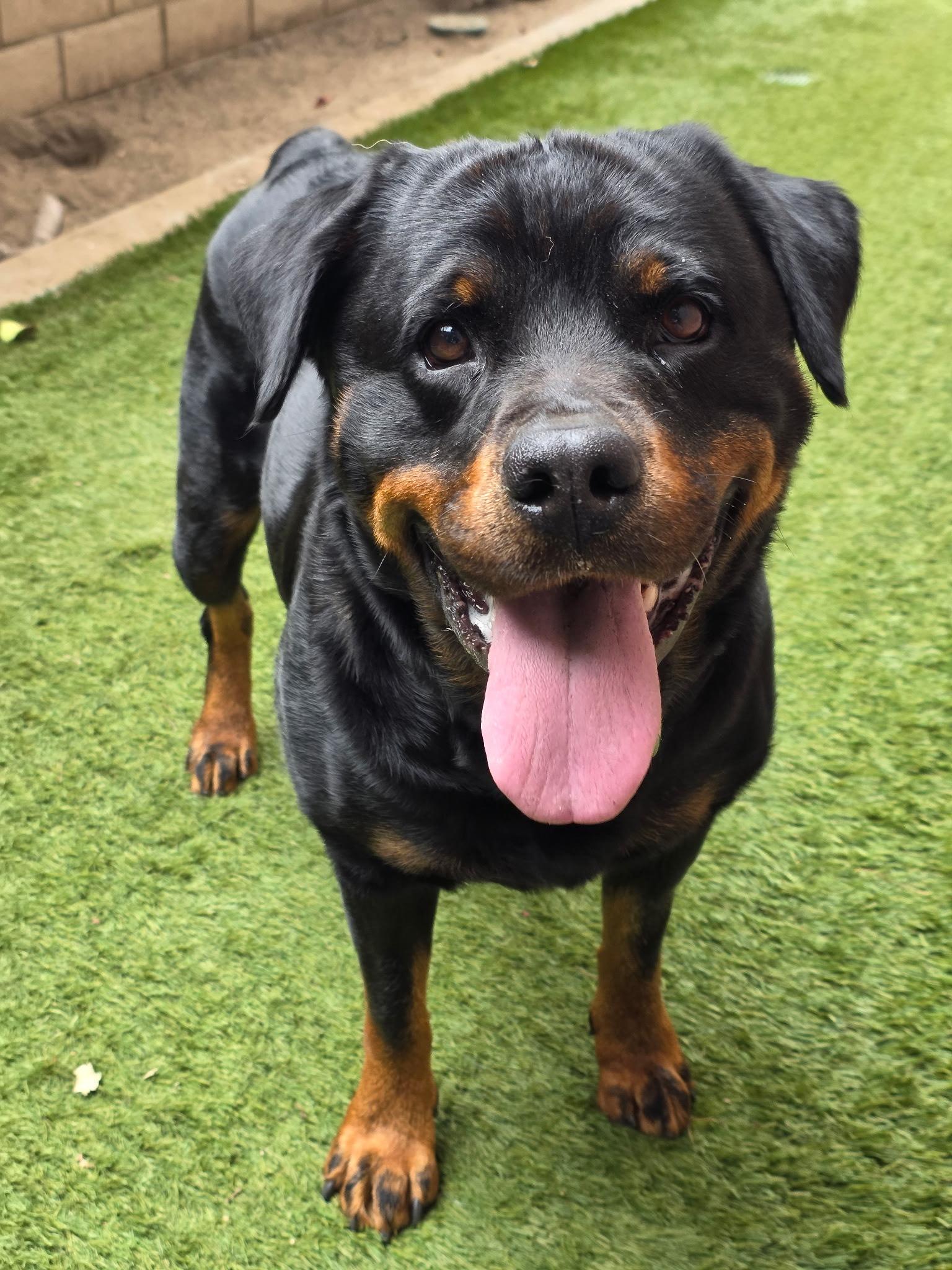 Enlarge Shiba, a Adopted Rottweiler in Coronado, CA image 3/6