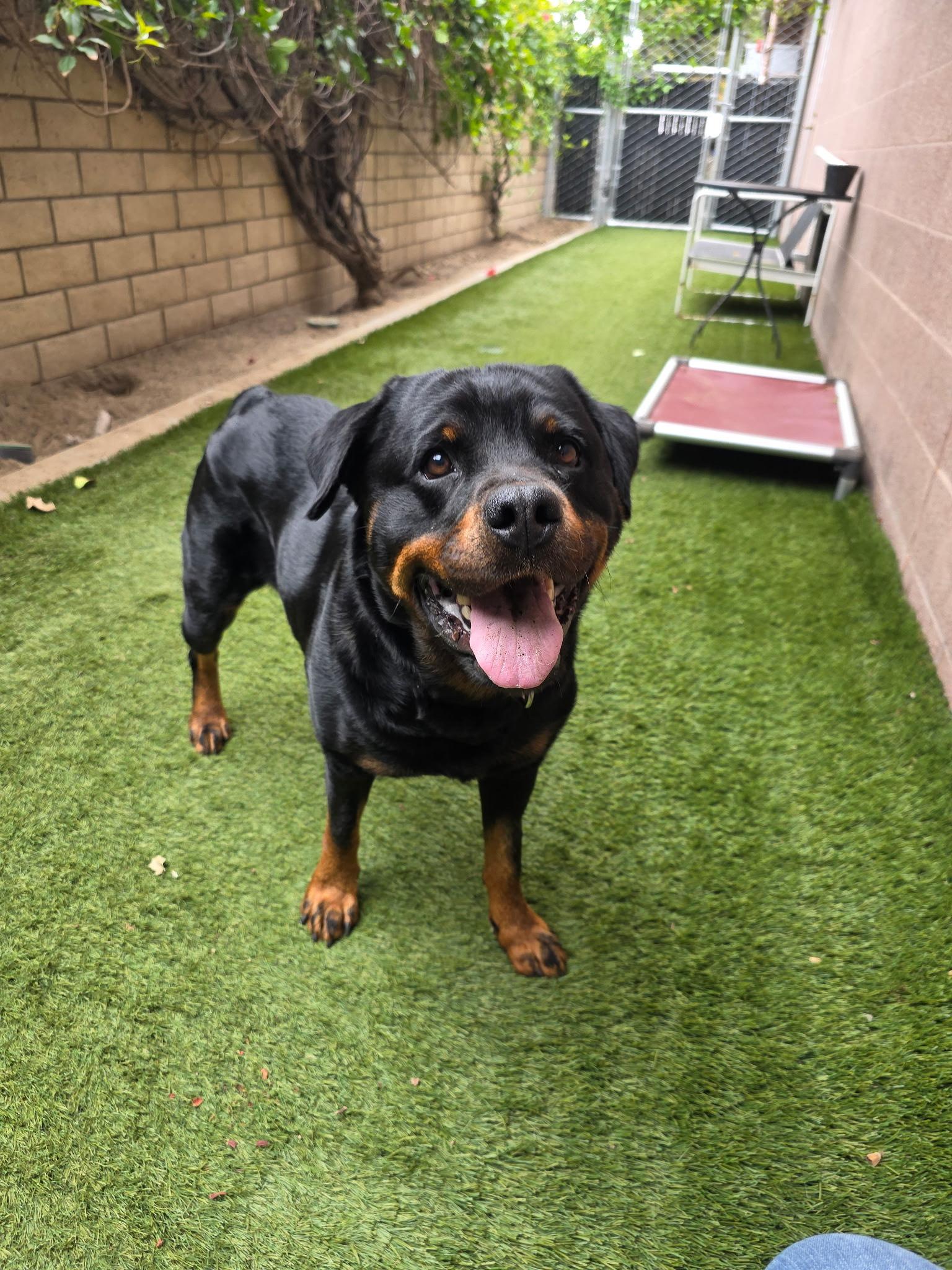 Enlarge Shiba, a Adopted Rottweiler in Coronado, CA image 4/6