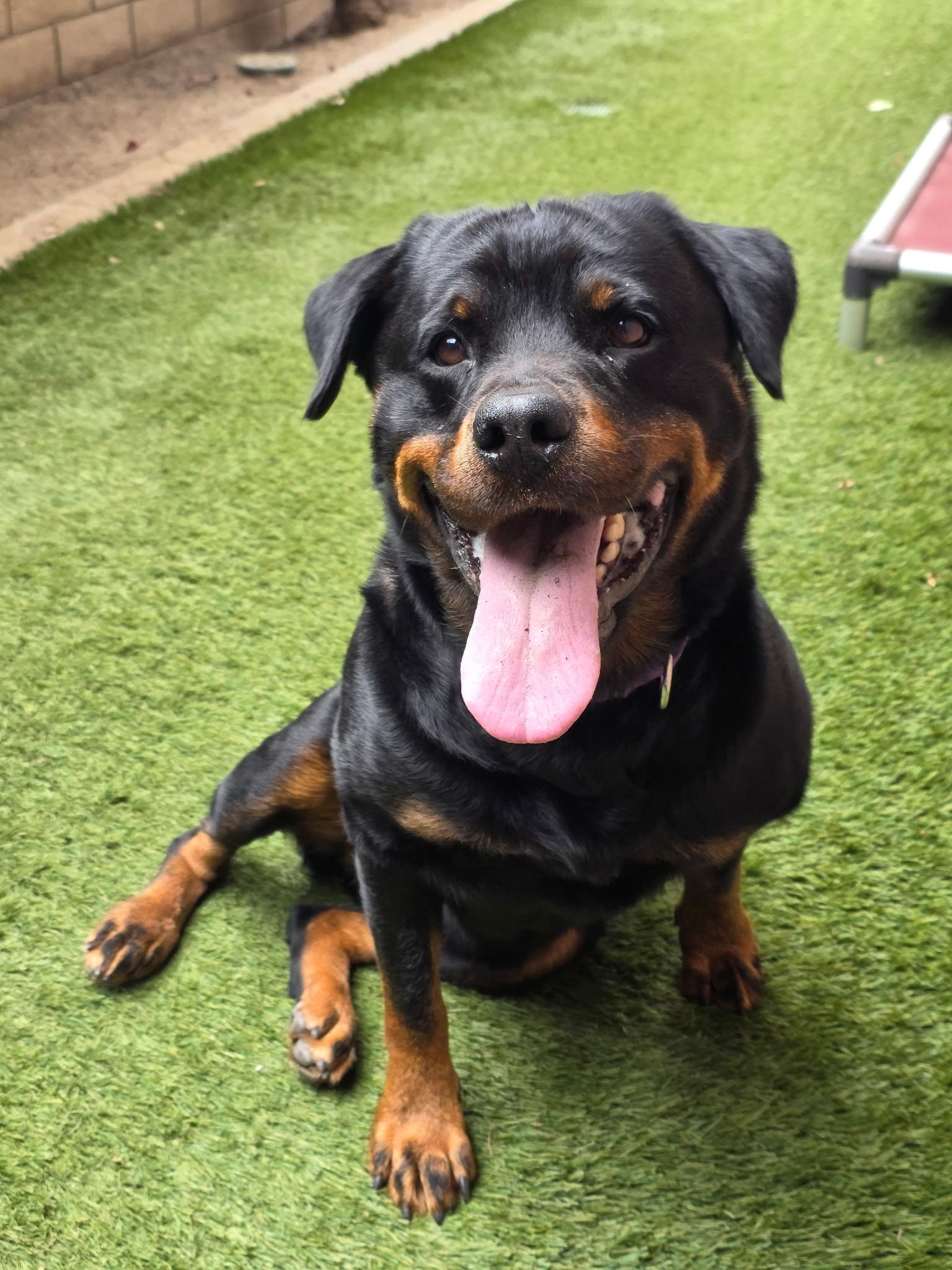 Enlarge Shiba, a Adopted Rottweiler in Coronado, CA image 6/6