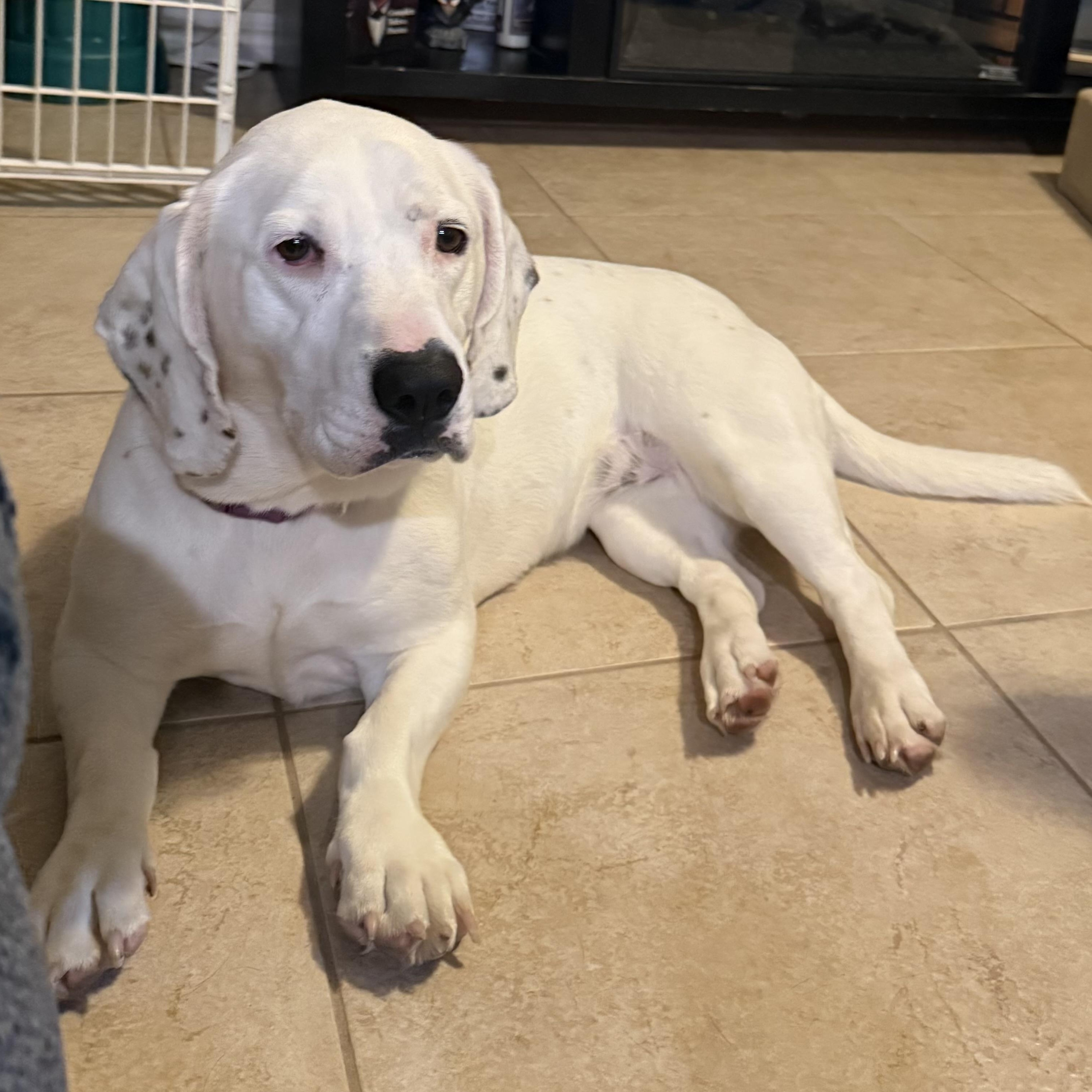 Luna, adopted, Adult Female Basset Hound & Bulldog.