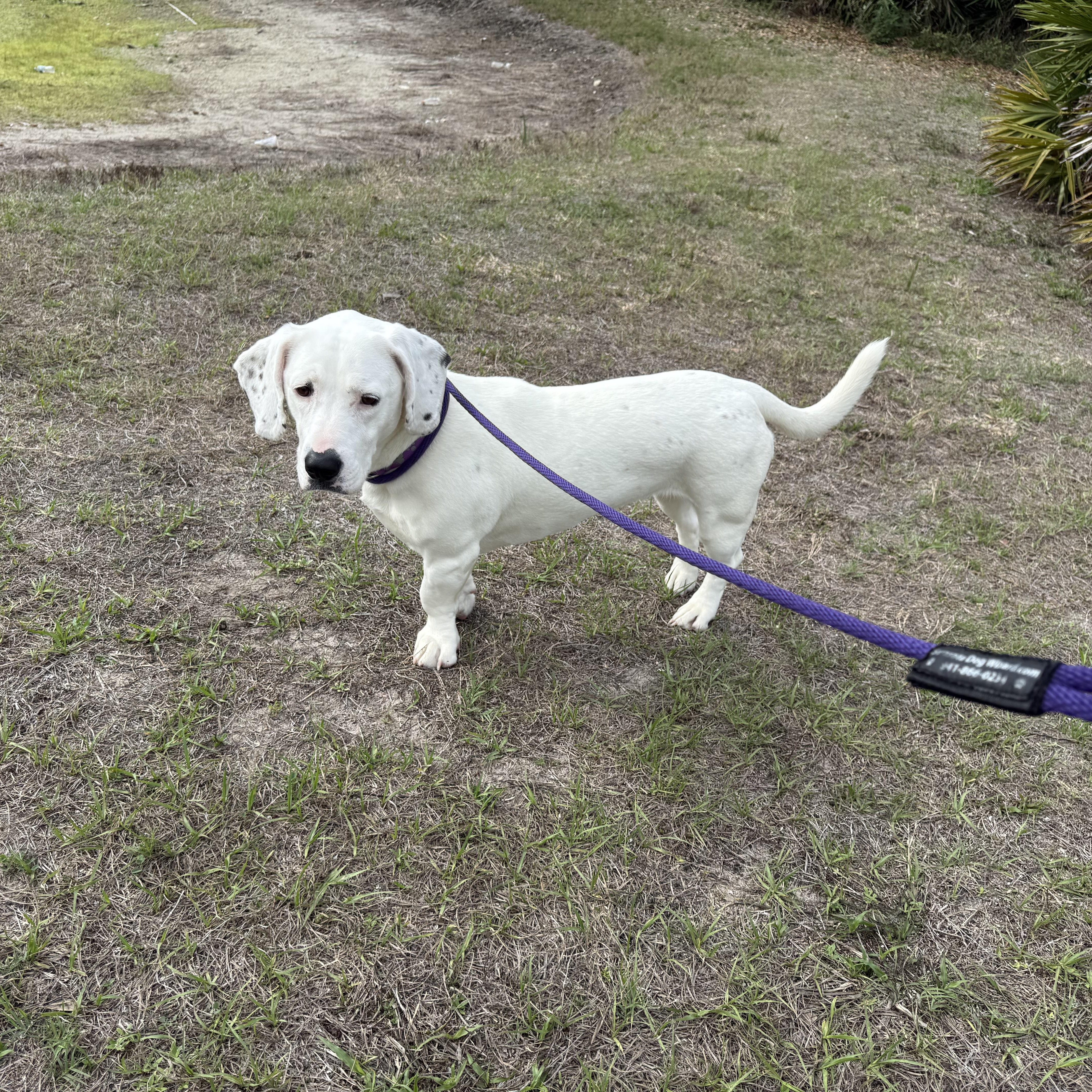 Enlarge Luna, an adopted mixed breed in Port Saint Lucie, FL image 3/6