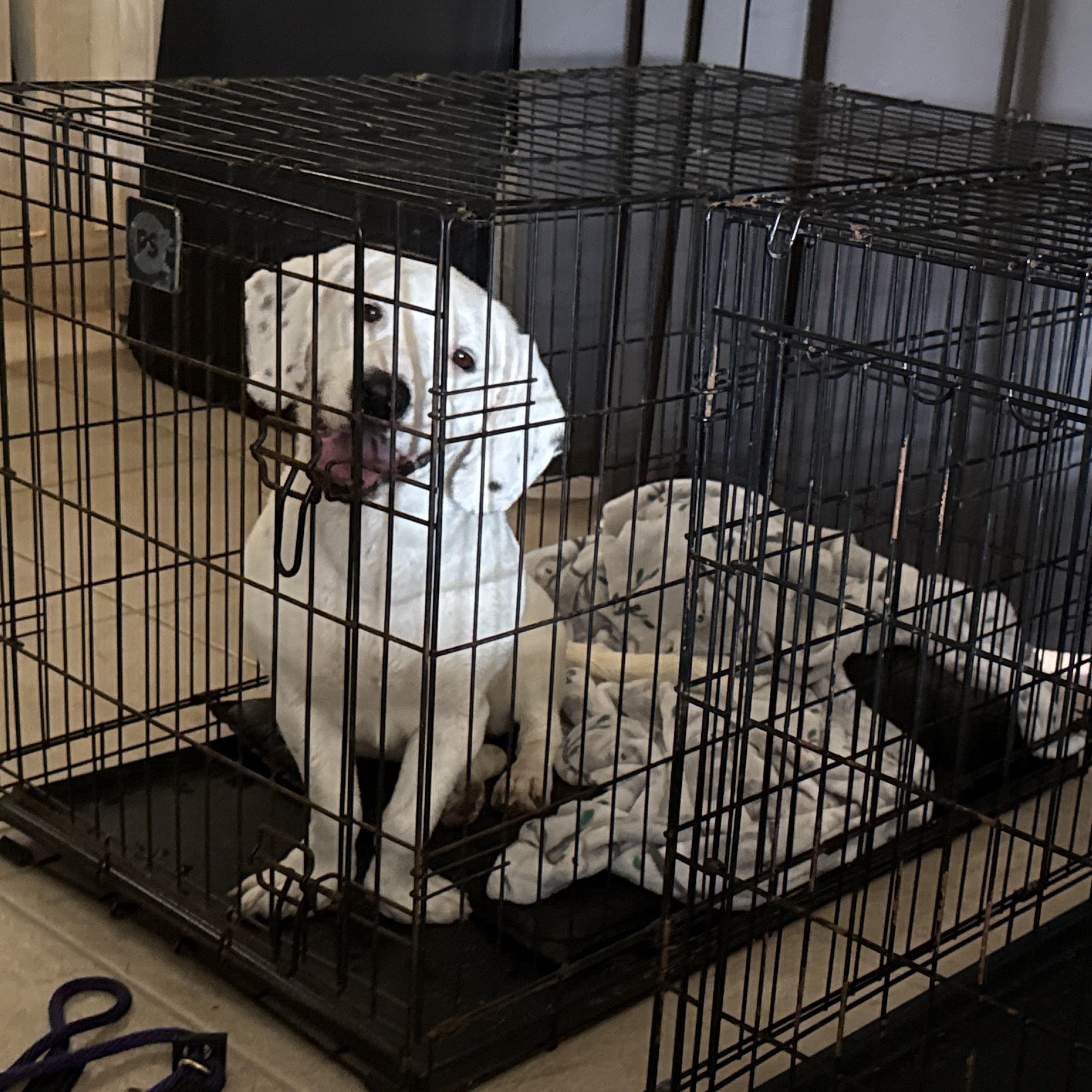 Enlarge Luna, an adopted mixed breed in Port Saint Lucie, FL image 4/6