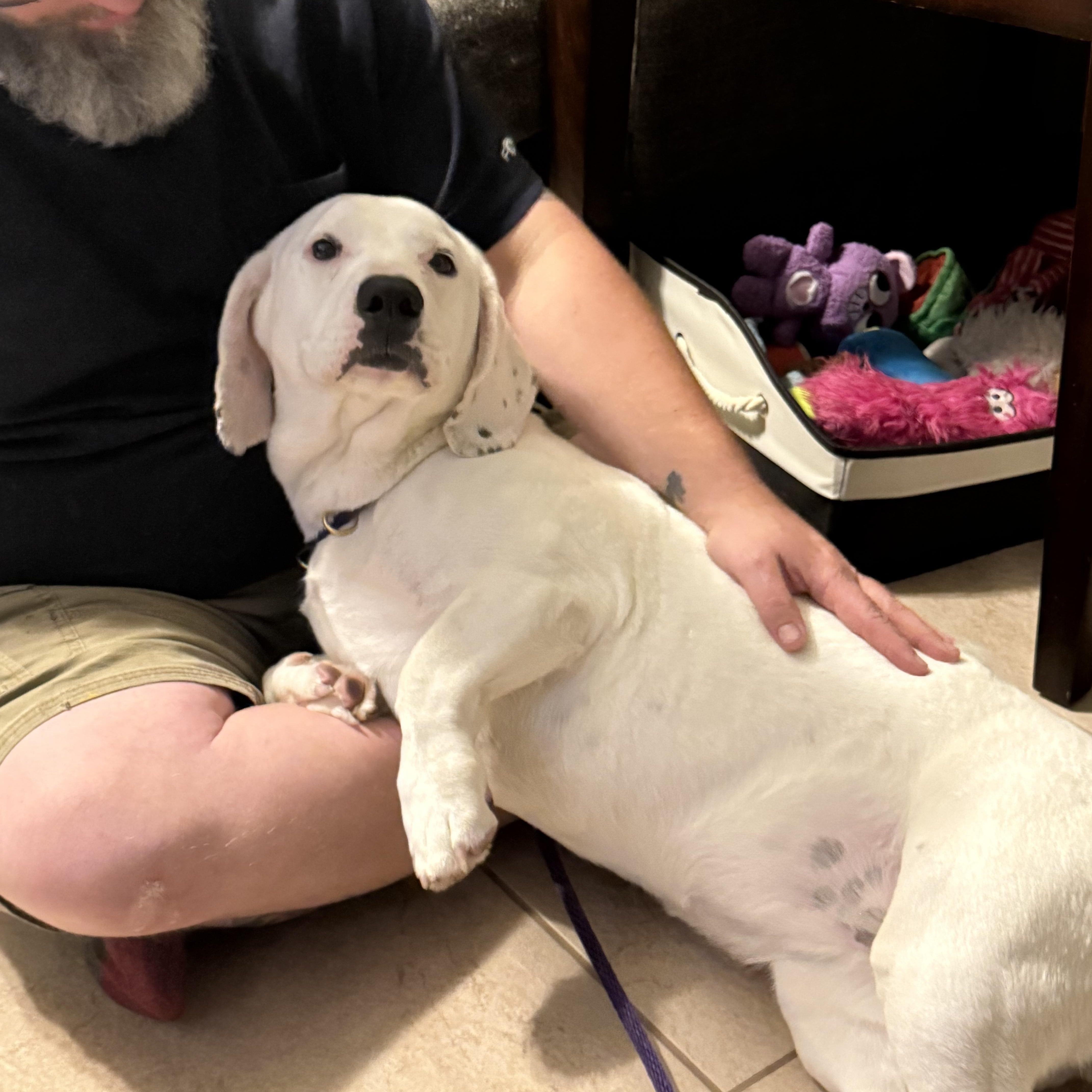 Enlarge Luna, an adopted mixed breed in Port Saint Lucie, FL image 2/6