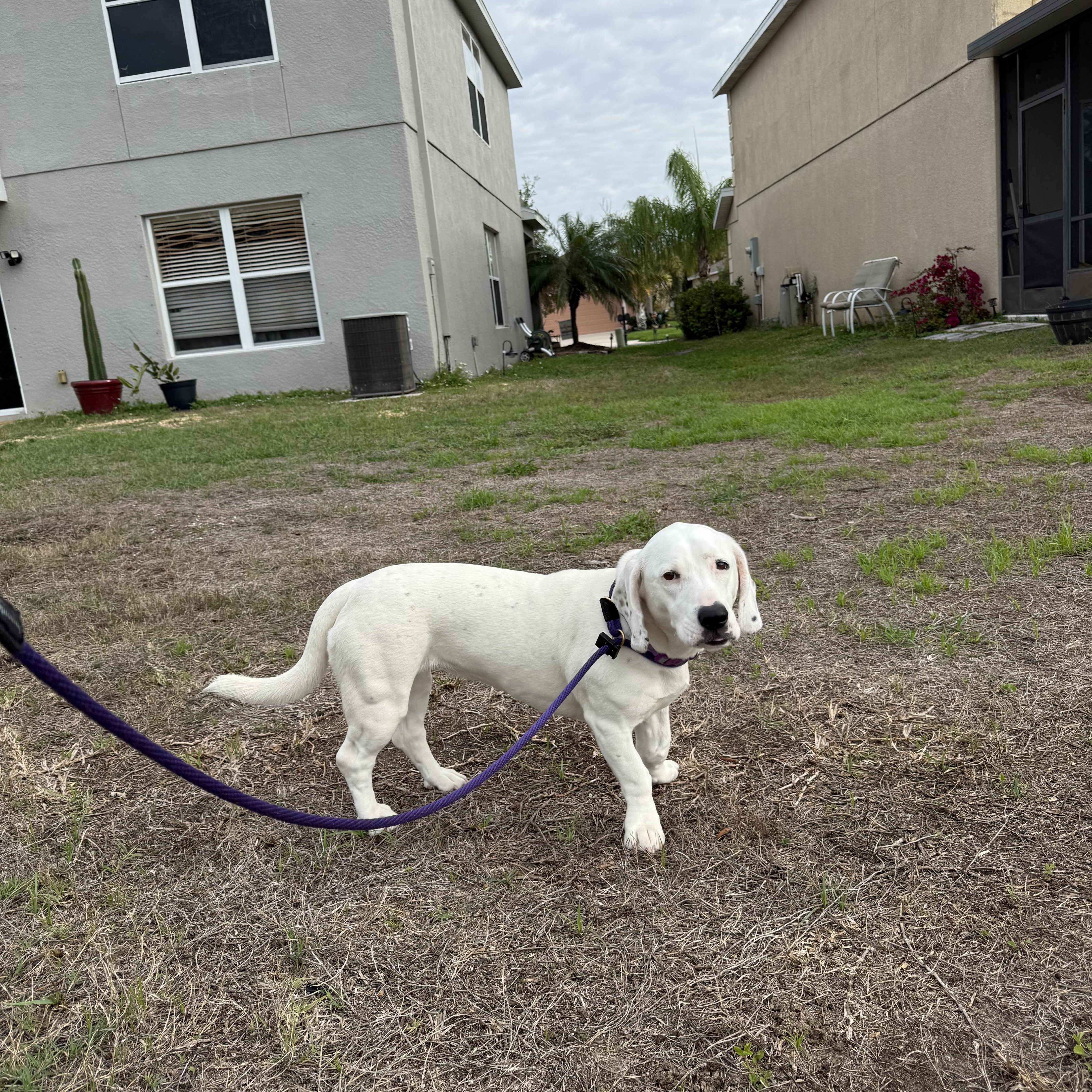 Enlarge Luna, an adopted mixed breed in Port Saint Lucie, FL image 6/6