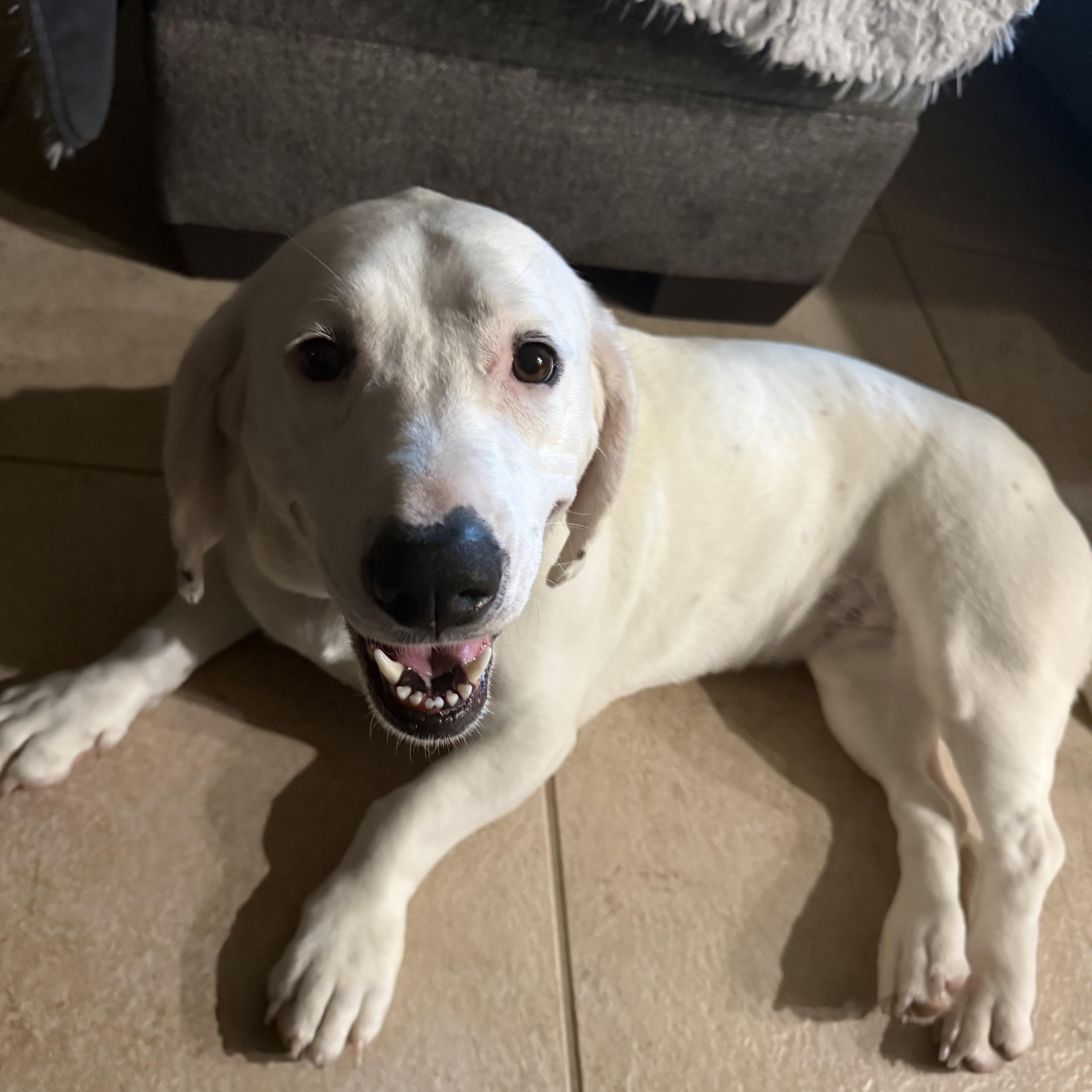 Enlarge Luna, an adopted mixed breed in Port Saint Lucie, FL image 5/6