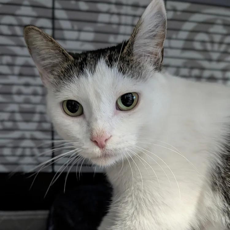 Enlarge Keko, a ADOPTABLE Domestic Short Hair in Davison, MI image 2/4