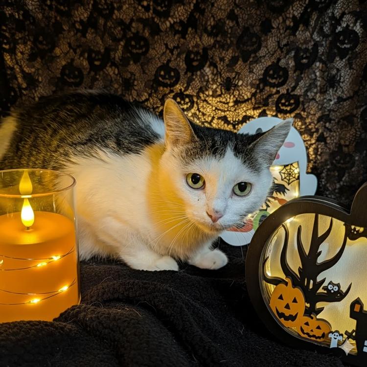 Enlarge Keko, a ADOPTABLE Domestic Short Hair in Davison, MI image 4/4