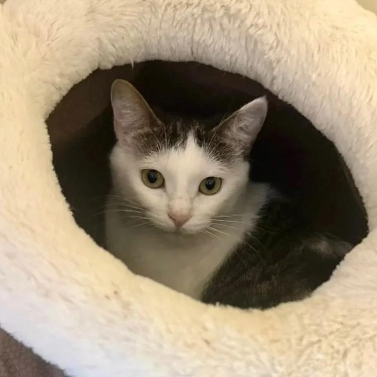 Enlarge Keko, a ADOPTABLE Domestic Short Hair in Davison, MI image 3/4