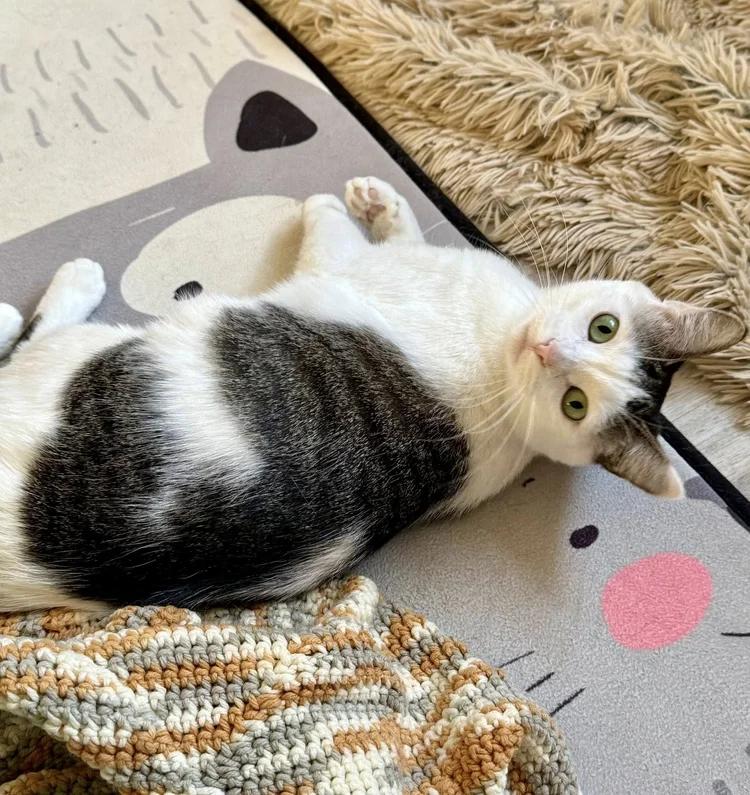 Keko, ADOPTABLE, Adult Female Domestic Short Hair.