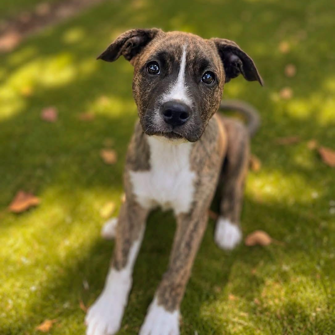CALLIE, adopted, Puppy Female Mixed Breed.