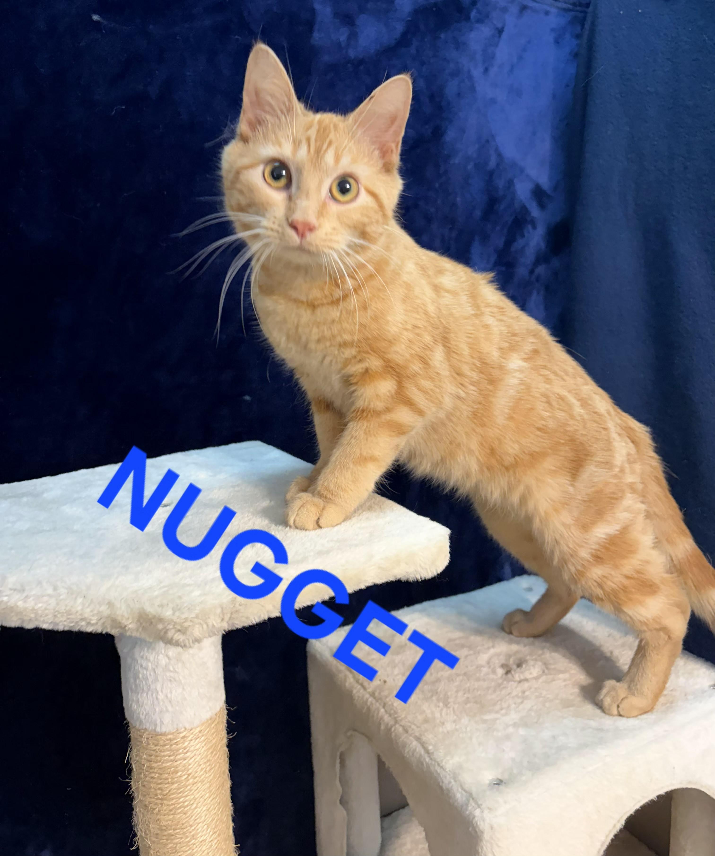 Enlarge NUGGET, an adopted Tabby in Harrodsburg, KY image 2/2