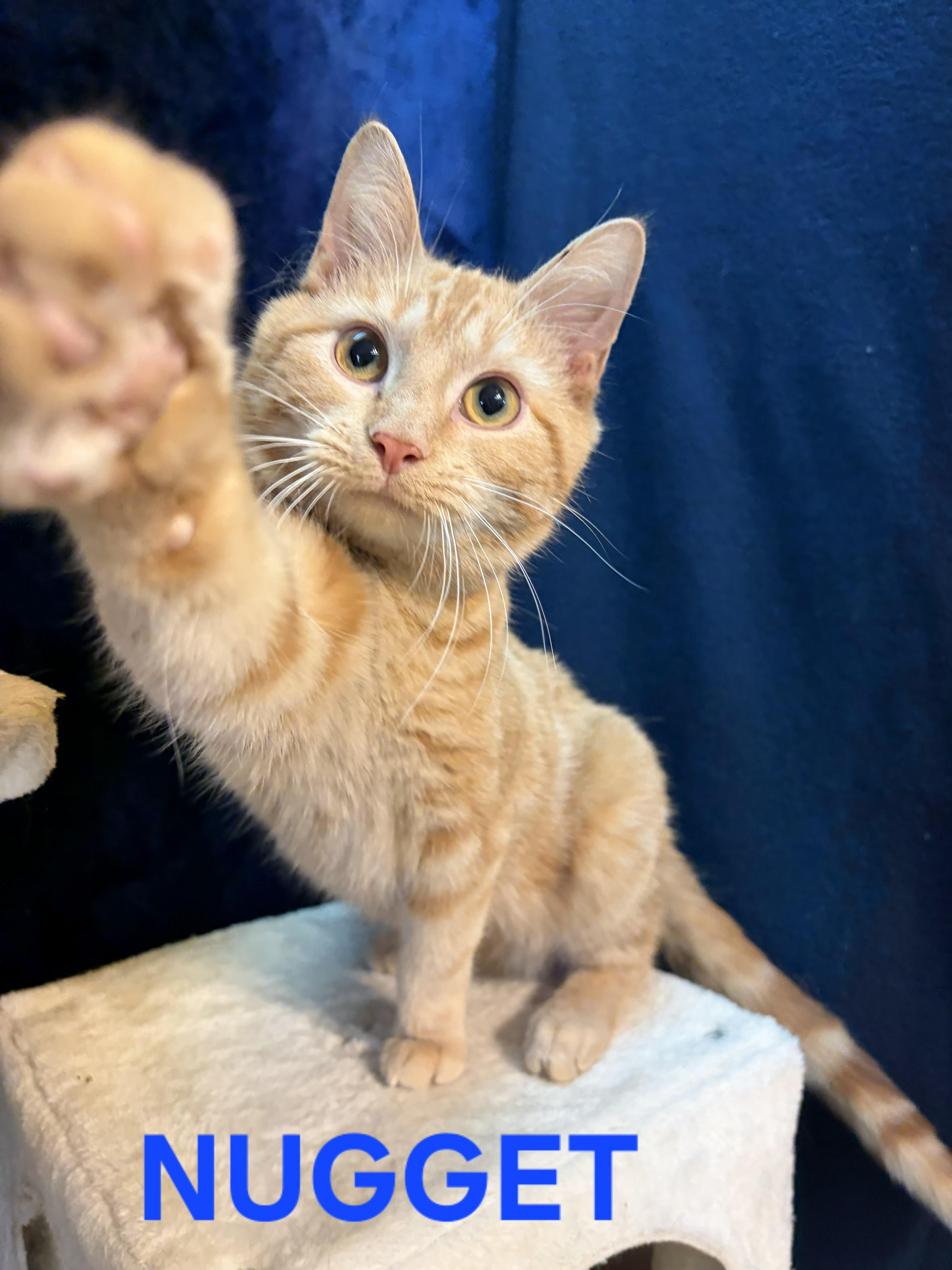 NUGGET, adopted, Young Male Tabby.